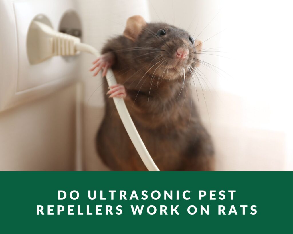 Do ultrasonic pest repellers work on rats
