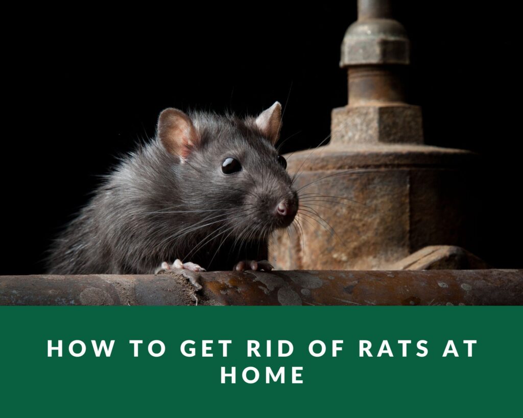 How to Get Rid of Rats at Home Zero Pest NG