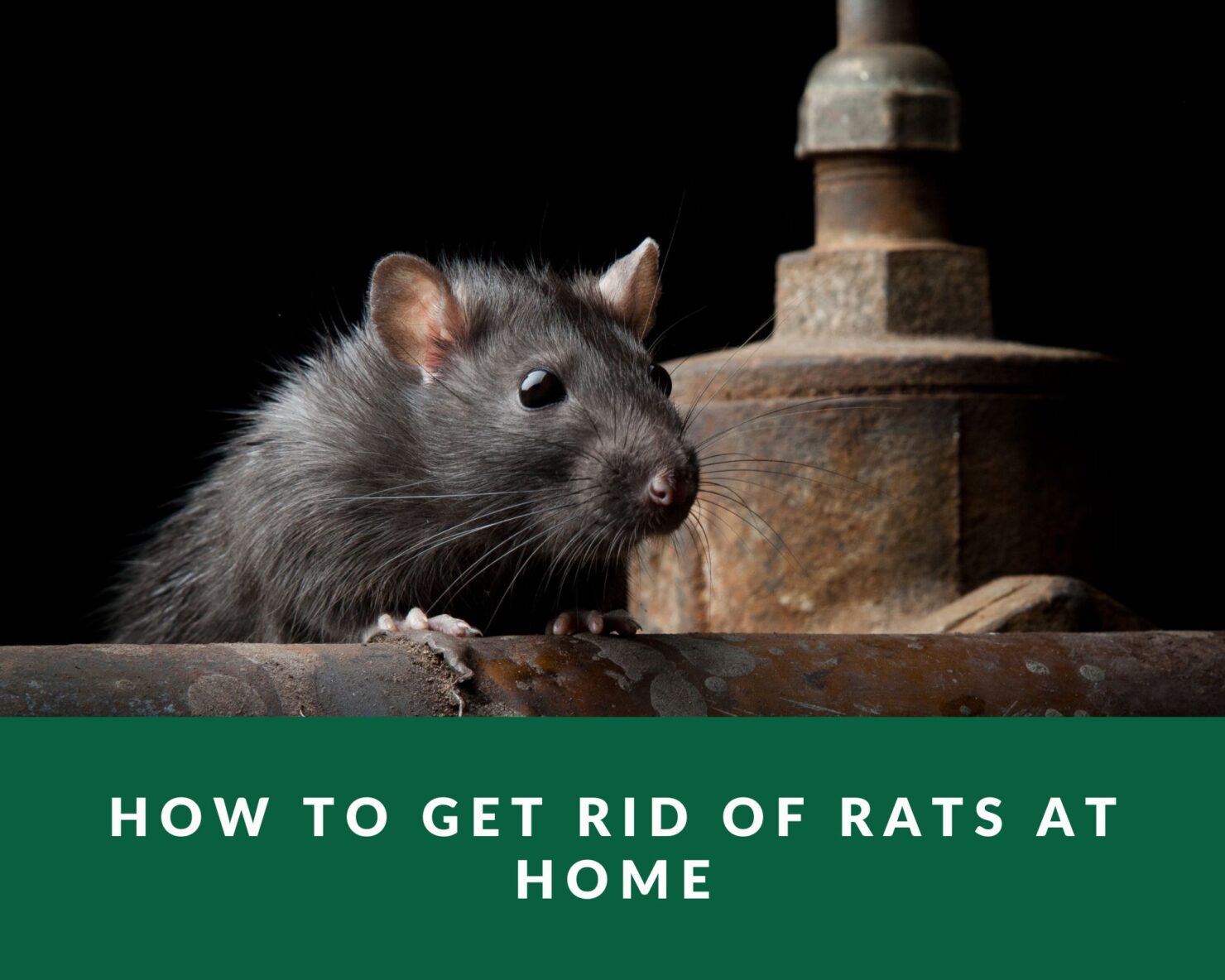 How to get rid of rats at home