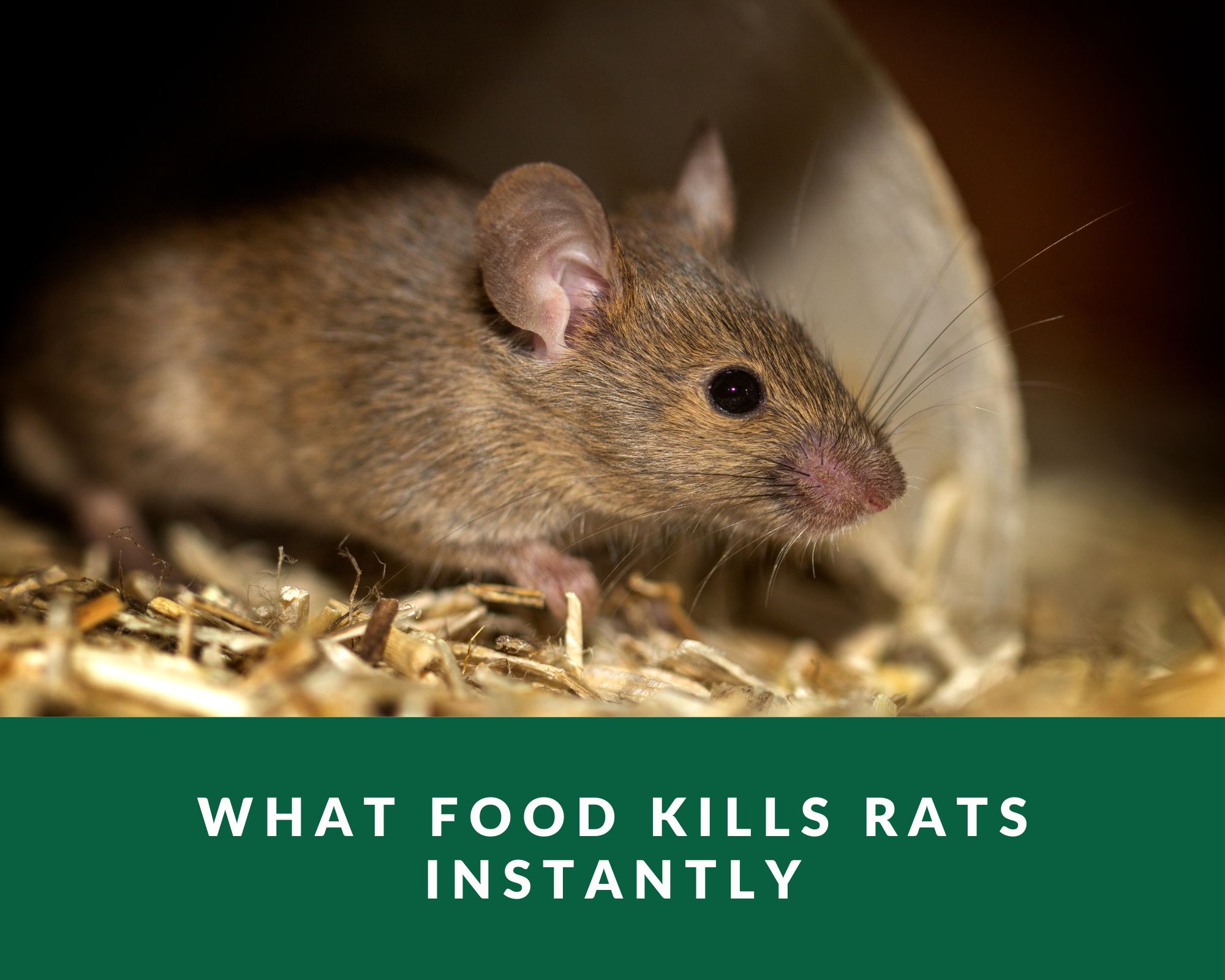 What food kills rats instantly