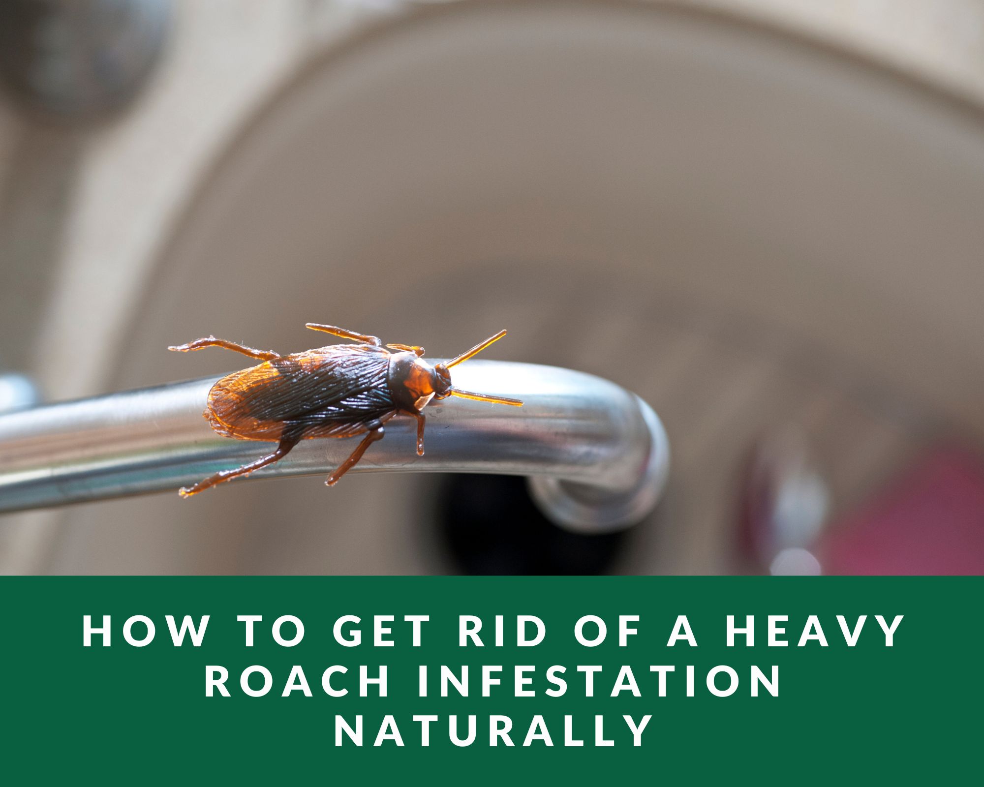 How to get rid of a heavy roach infestation naturally
