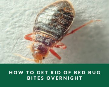 how to get rid of bed bug bites overnight