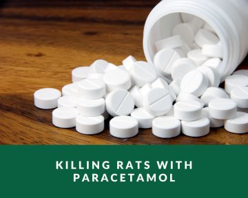 killing rats with paracetamol