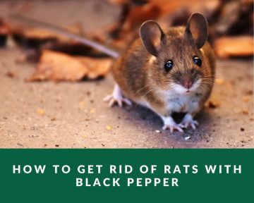 how-to-get-rid-of-rats-with-black-pepper